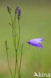 Harebell