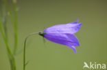 Grasklokje (Campanula rotundifolia)