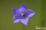 Grasklokje (Campanula rotundifolia)