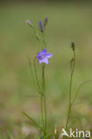 Grasklokje (Campanula rotundifolia)