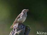 Graspieper (Anthus pratensis) 