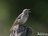 Graspieper (Anthus pratensis) 