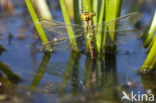 Groene glazenmaker (Aeshna viridis) 