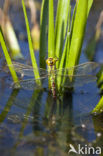 Groene glazenmaker (Aeshna viridis) 