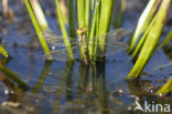 Green Hawker (Aeshna viridis)