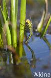 Groene glazenmaker (Aeshna viridis) 