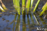 Groene glazenmaker (Aeshna viridis) 