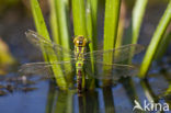 Groene glazenmaker (Aeshna viridis) 