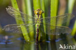 Groene glazenmaker (Aeshna viridis) 