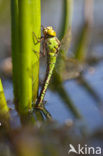 Groene glazenmaker (Aeshna viridis) 