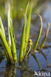 Groene glazenmaker (Aeshna viridis) 