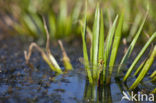 Green Hawker (Aeshna viridis)