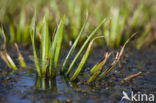 Groene glazenmaker (Aeshna viridis) 