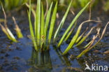 Groene glazenmaker (Aeshna viridis) 