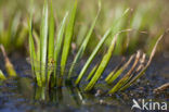 Groene glazenmaker (Aeshna viridis) 