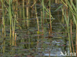 edible frog (Rana esculenta)