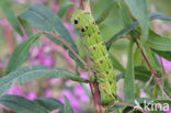 Groot avondrood (Deilephila elpenor)