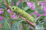 Groot avondrood (Deilephila elpenor)