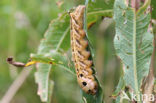 Groot avondrood (Deilephila elpenor)