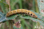 Groot avondrood (Deilephila elpenor)