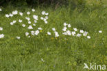 Grote anemoon (Anemone sylvestris)