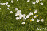 Grote anemoon (Anemone sylvestris)