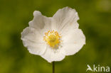 Grote anemoon (Anemone sylvestris)