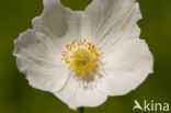 Grote anemoon (Anemone sylvestris)