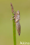 Grote keizerlibel (Anax imperator)