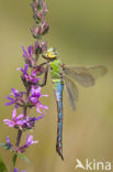 Emperor Dragonfly (Anax imperator)