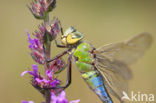 Emperor Dragonfly (Anax imperator)