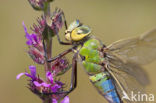 Emperor Dragonfly (Anax imperator)