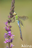 Emperor Dragonfly (Anax imperator)