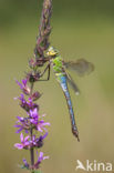 Emperor Dragonfly (Anax imperator)