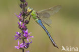 Emperor Dragonfly (Anax imperator)