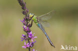 Emperor Dragonfly (Anax imperator)