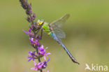 Emperor Dragonfly (Anax imperator)