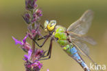 Emperor Dragonfly (Anax imperator)