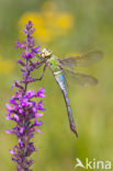 Emperor Dragonfly (Anax imperator)