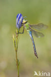 Emperor Dragonfly (Anax imperator)