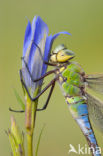 Emperor Dragonfly (Anax imperator)