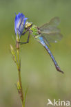 Grote keizerlibel (Anax imperator)