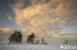 Scots Pine (Pinus sylvestris)