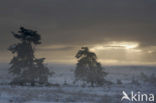 Scots Pine (Pinus sylvestris)