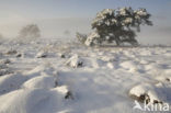 Scots Pine (Pinus sylvestris)