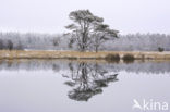 Grove den (Pinus sylvestris)