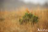 Scots Pine (Pinus sylvestris)
