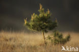 Scots Pine (Pinus sylvestris)