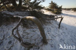Scots Pine (Pinus sylvestris)