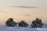 Grove den (Pinus sylvestris)